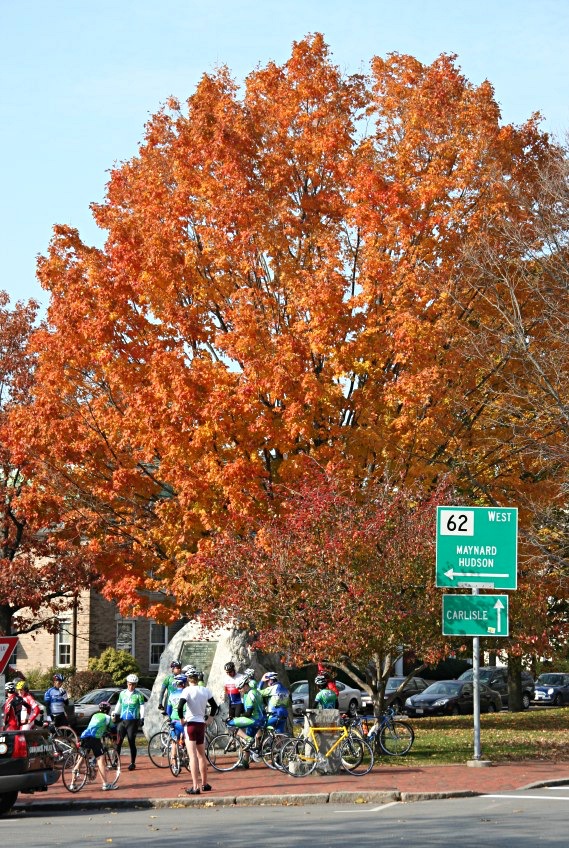 Maple tree in autumn, Monument Square, Concord, Massachusetts