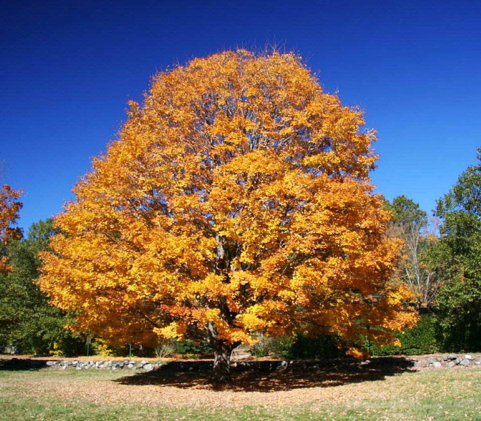 Fall foliage tree, Concord, Massachusetts