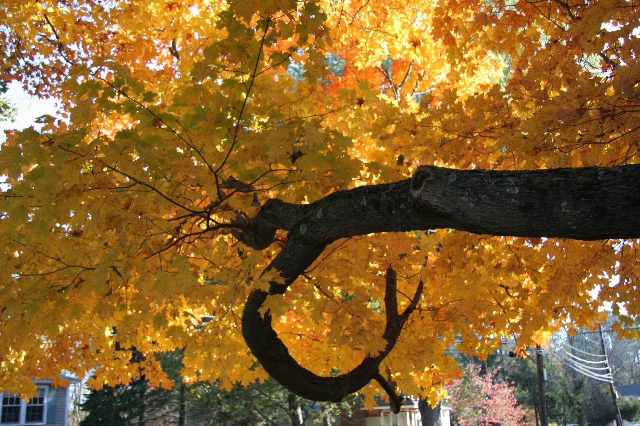 Maple tree foliage, Concord, Massachusetts