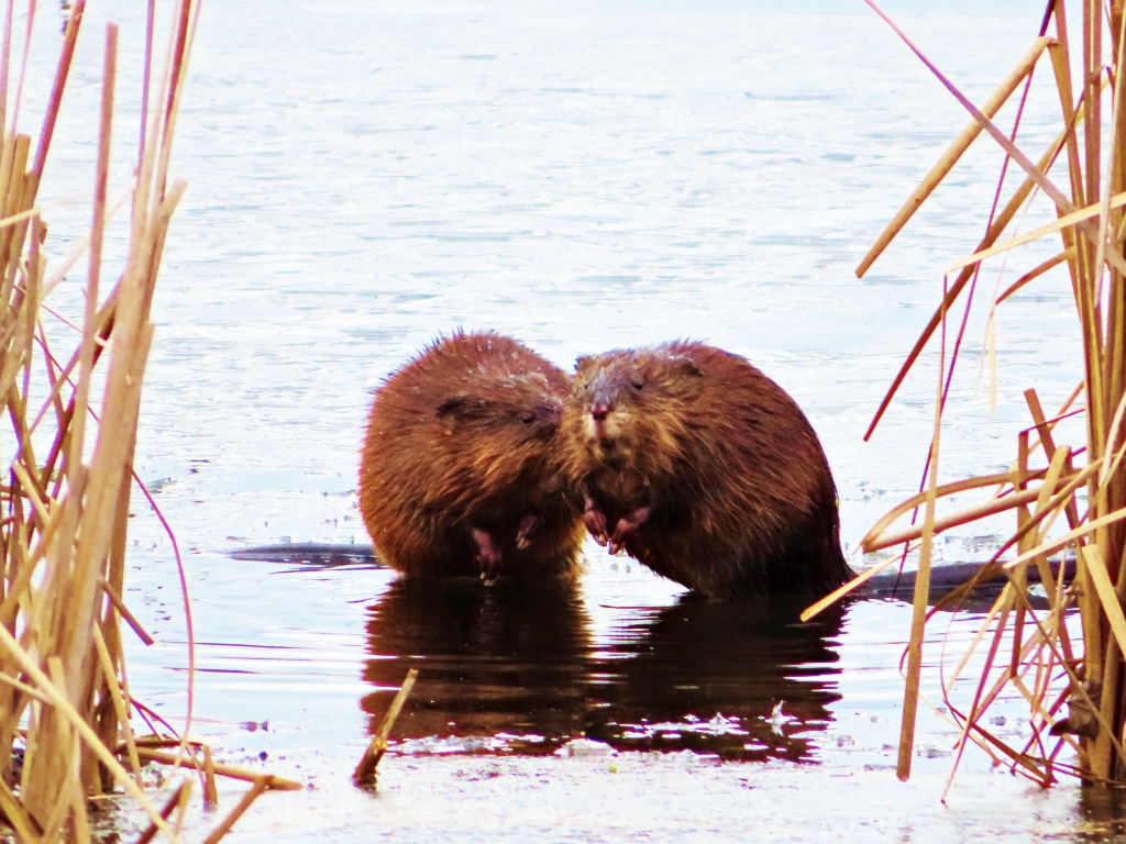 Muskrats at Great Meadows Wildlife Refuge, Concord MA